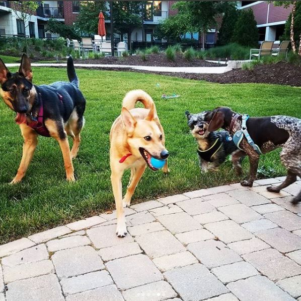 Pups
